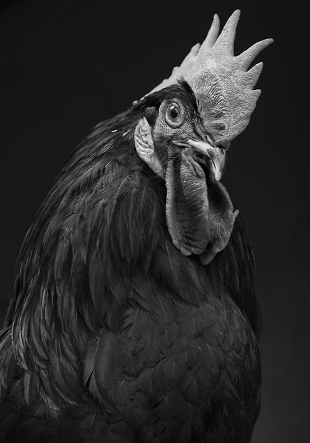 Minorca rooster